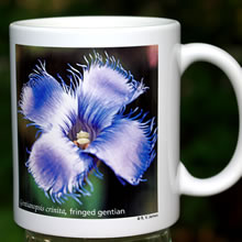 mug gentianopsis 8132.jpg